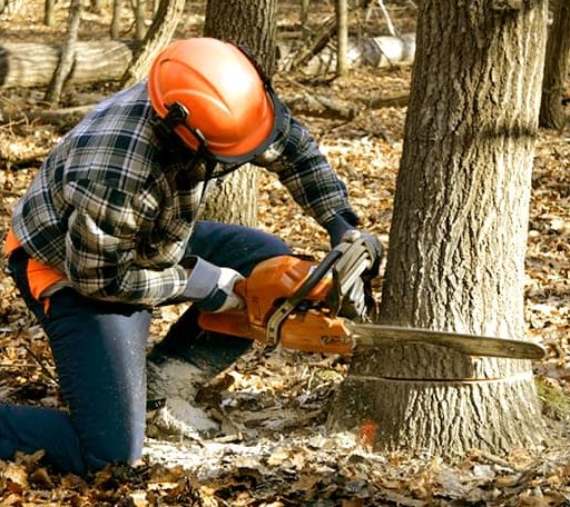 Tree Removal in Sherwood, MI